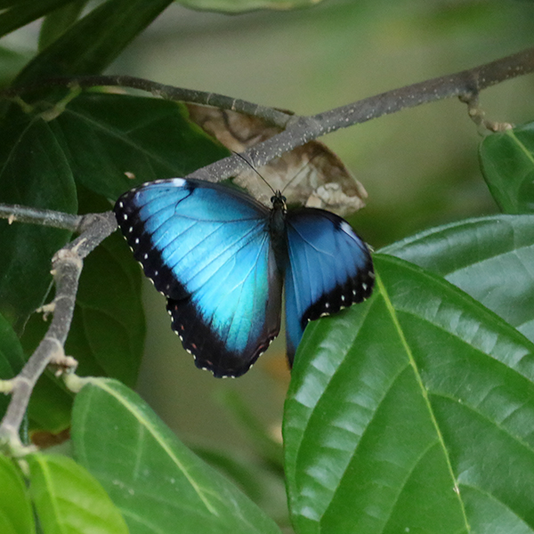 Blue Morpho